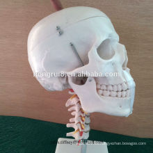 ISO Life Size cráneo con columna cervical modelo, modelo de cráneo anatómico